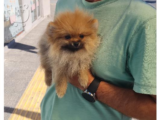 PoulaTo: Pomeranian mini