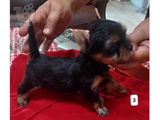 Γιορκσάιρ τεριέ (Yorkie) κουτάβια