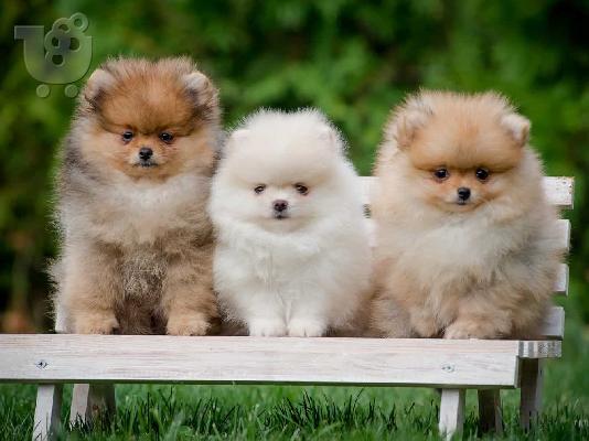 PoulaTo: Pomeranian mini