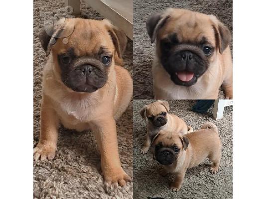 PoulaTo: Στοργικό κουτάβι Pug