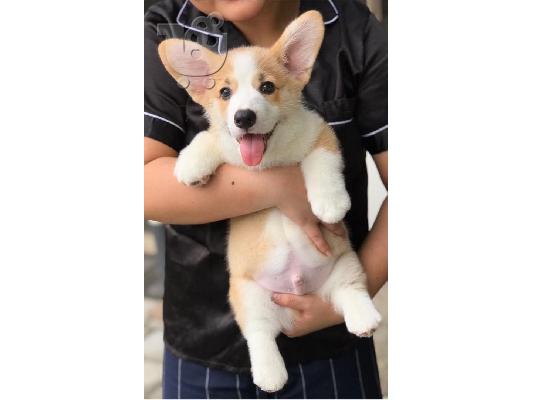 Όμορφα κουτάβια Pembroke Welsh Corgi για καλό σπίτι