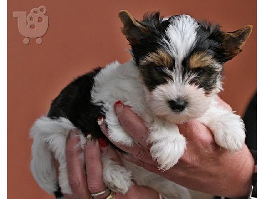 PoulaTo: Ποιότητα Κουτάβια Shih Tzu {300euros}