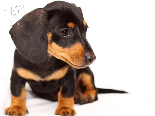 PoulaTo: Dachshund - Ντάτσχουντ