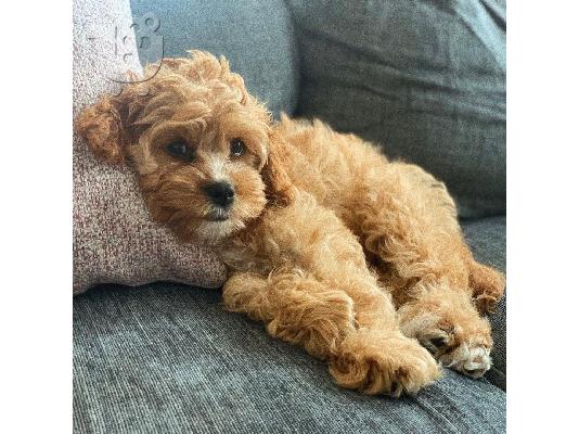 υπέροχο cavapoo έτοιμο για υιοθέτηση.
