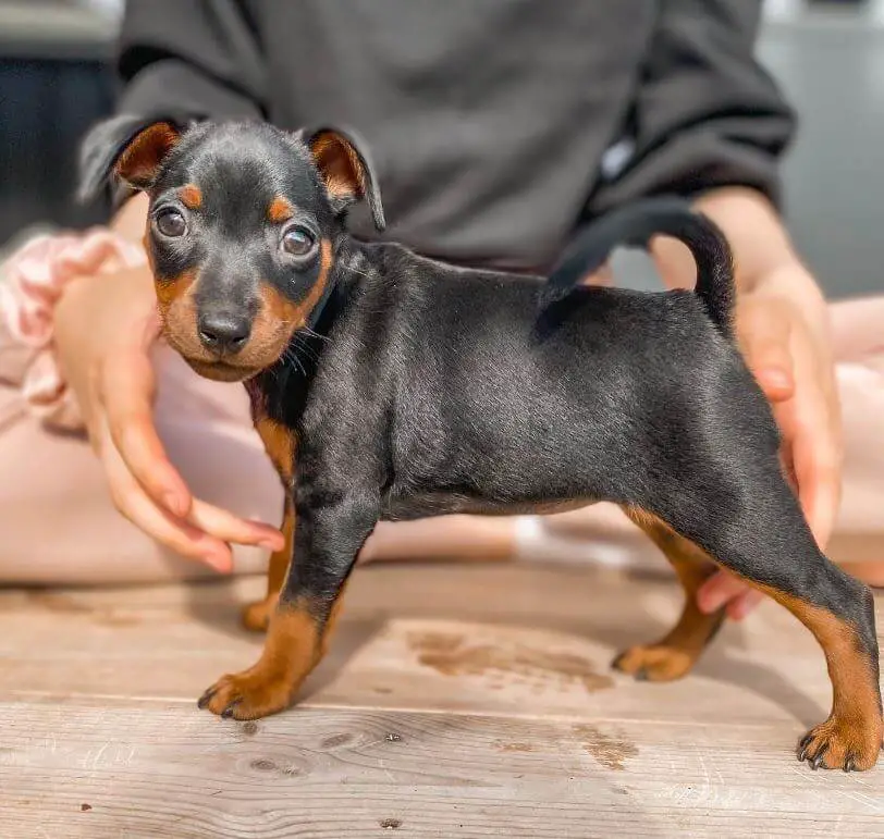 PoulaTo: Pinscher mini