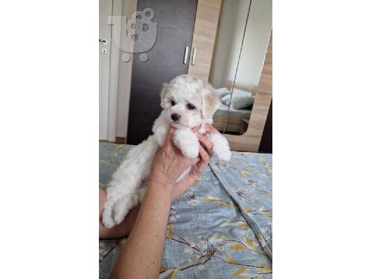 Bichon Frize κουτάβια