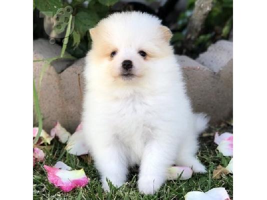 PoulaTo: Γλυκά μικρά Pomeranian κουτάβια