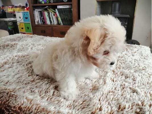 Φοβερά κουτάβια maltipoo Διαθέσιμα - Γυναίκα και αρσενικό...