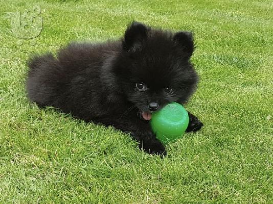 PoulaTo: Pomeranian Puppies προς πώληση