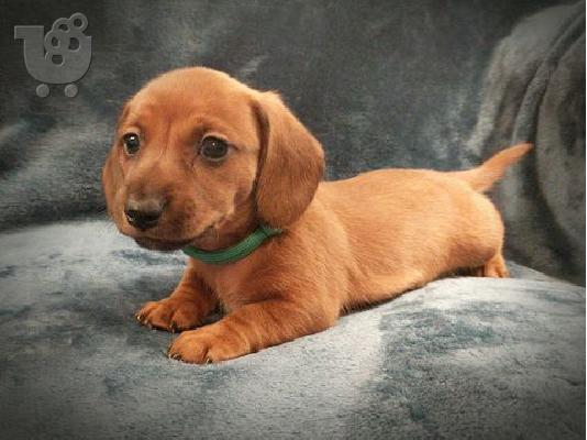 Dachshund - Ντάτσχουντ