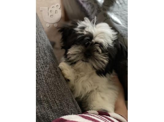 Πανέμορφο Shih Tzu προς πώληση.