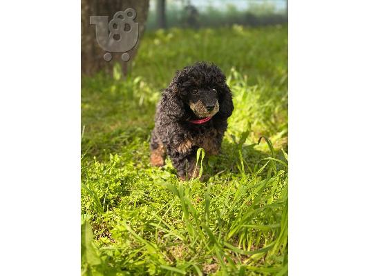 Μαύροι και Καφέ Toy Poodle