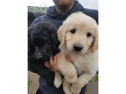 PoulaTo: Pedigree Kc Εγγεγραμμένο Golden Retriever