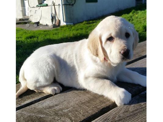 Όμορφα κουτάβια λαβράδων Retriever προς πώληση.