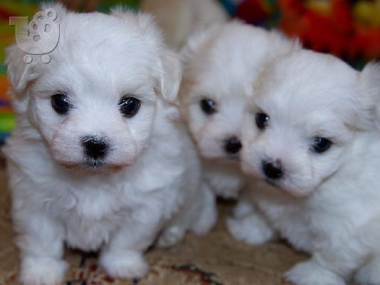 Lovely Maltes Pups Πλήρως δοκιμασμένο για την υγεία