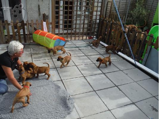 PoulaTo: Ταϊλανδικά κουτάβια Ridgeback