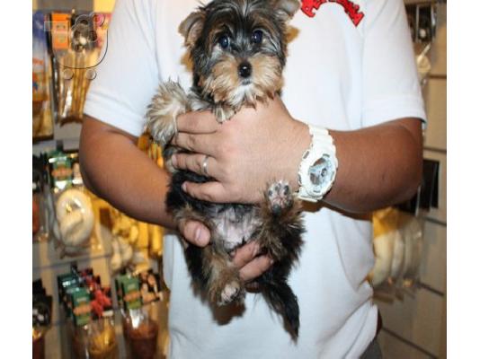 PoulaTo: Υπέροχο κουτάβι τεριέ Yorkshire Terrier