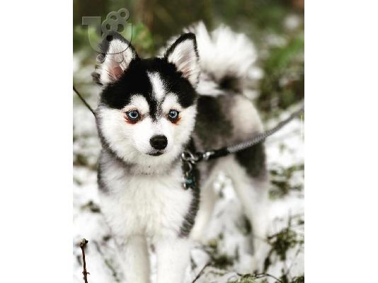 PoulaTo: κουτάβια pomsky