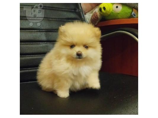 PoulaTo: Γλυκά μικρά Pomeranian κουτάβια