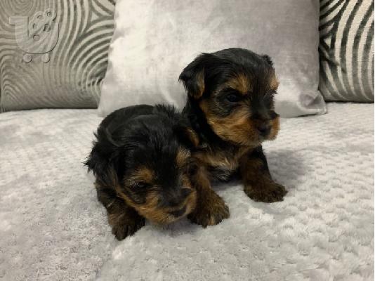 Μωρό κουτάβια Yorkie