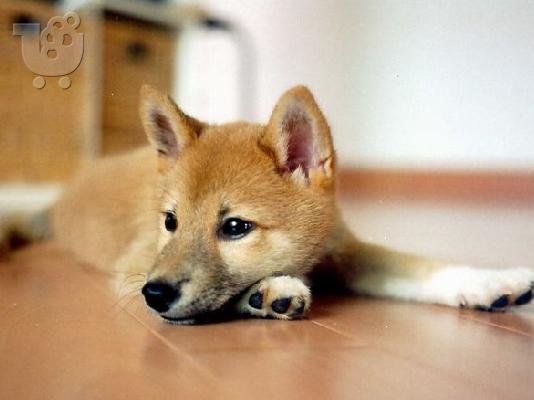 PoulaTo: Shiba Inu - Σίμπα Ίνου