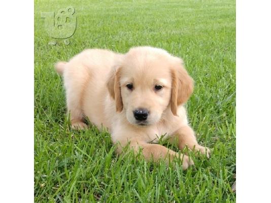 PoulaTo: Εκπαιδευμένα στο σπίτι κουτάβια Golden Retriever