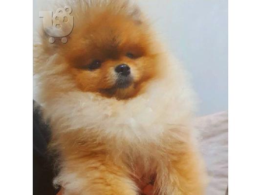 αρκουδάκια Pomeranian BOO, κουτάβια Pomeranian Spitz
