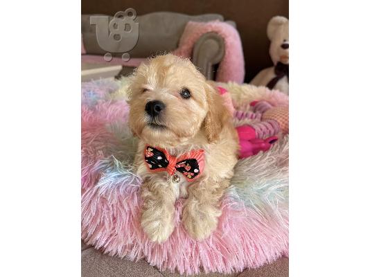 Maltipoo κουτάβια