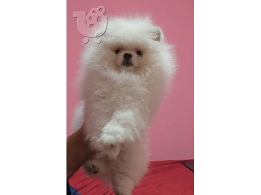 Pomeranian Spitz κουτάβια