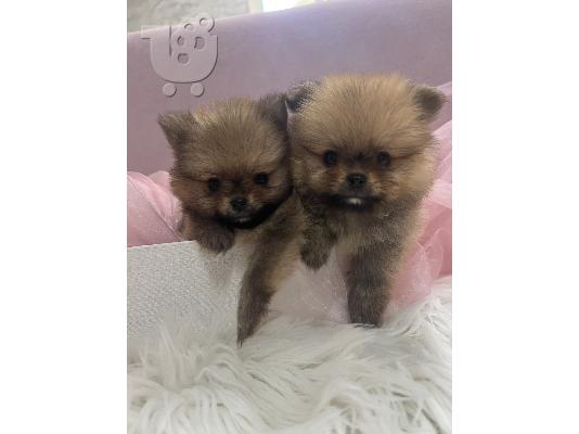 Pomeranian BOO κουτάβια