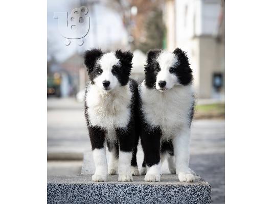 Κουτάβια Border Collie