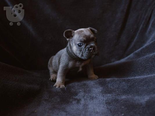 Γαλλικά BullDog κουτάβια