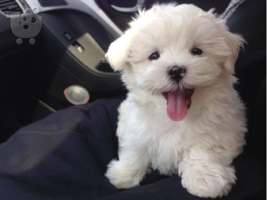 PoulaTo: Maltese mini