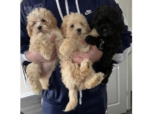 PoulaTo: Παιχνίδι Poodle