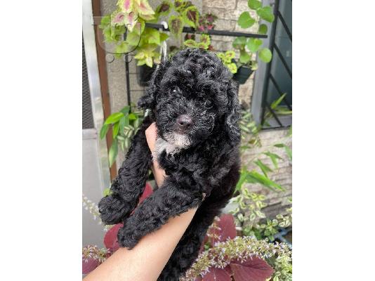 PoulaTo: Poodle κουτάβια για υιοθεσία