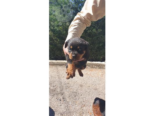 PoulaTo: Καθαρόαιμα αρσενικά και θηλυκά rottweiler.