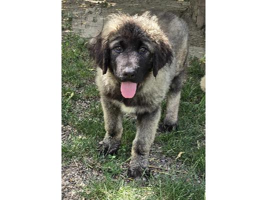 Κουτάβια Caucasian Shepherd κορυφαίας ποιότητας