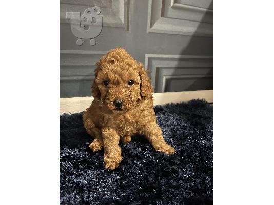 PoulaTo: Κουτάβια Cavoodle που αναζητούν σπίτια