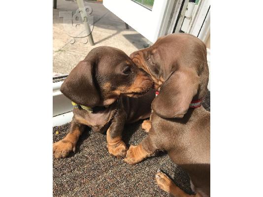 Μίνι Dachshunds