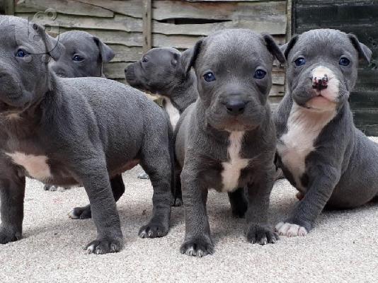 4 πανέμορφα μπλε Staffordshire Bull Terrier Puppies.We έχουν 2 θηλυκά...
