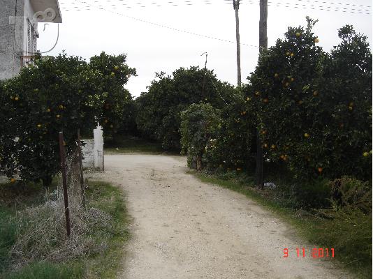 Αγροτεμάχιο θέση Γριμάρια του Άργους