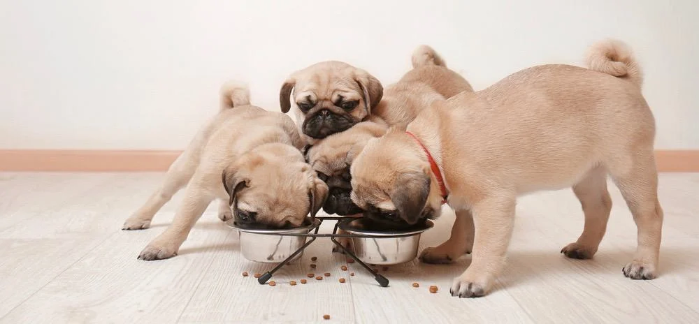 PoulaTo: Pug