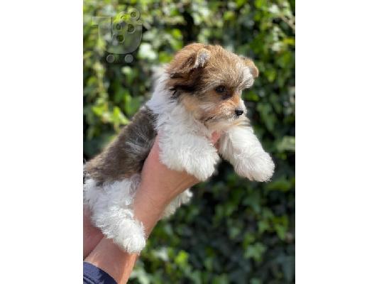 Φανταστικά κουτάβια Yorkshire Terriers