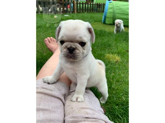 Μειωμένα 5 εκπληκτικά κουτάβια Pug έτοιμο να φύγει τώρα...