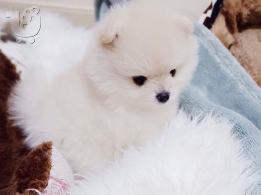 PoulaTo: Γεια σας, εδώ έχουμε 2 πανέμορφα κουτάβια Pomeranian, 1