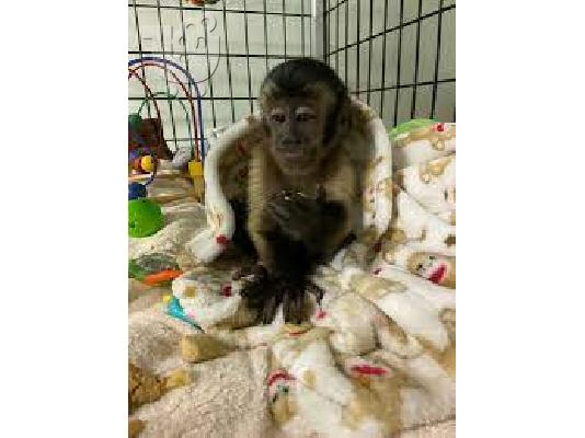 Ómorfi maïmoú Capuchin for Adoption steílte mas mínyma sto