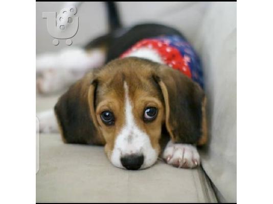 PoulaTo: 7 όμορφα εγγεγραμμένα Kc κουτάβια Beagle.