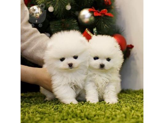 PoulaTo: Mini catelusi pomeranian gata