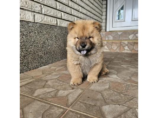 Chow chow αρσενικά