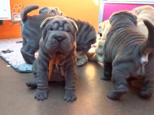 PoulaTo: Shar pei - Σαρ Πέι